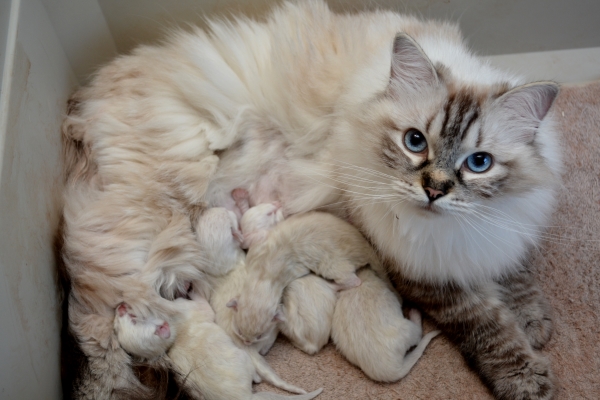 Rosehillrags Mirage kitten born 5/22/2026